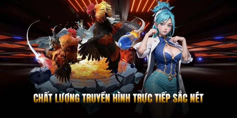 ĐÁ GÀ PG88 – CẬP NHẬT TRẬN ĐẤU KỊCH TÍNH MỖI NGÀY 2 Chất lượng hình ảnh sắc nét